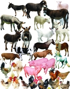 家畜與家禽 人類馴養(yǎng)動(dòng)物的歷史圖鑒與生態(tài)貢獻(xiàn)