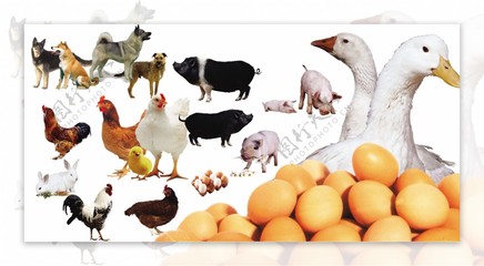 家禽與家畜 農(nóng)場里的動(dòng)物伙伴們